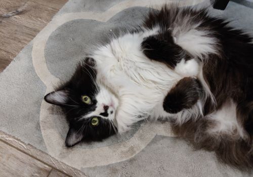 Cat Sitting in Fort Wayne & Huntertown areas Since 2014