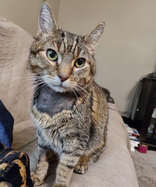 Dog Walking and Pet Sitting in Fort Wayne & Huntertown