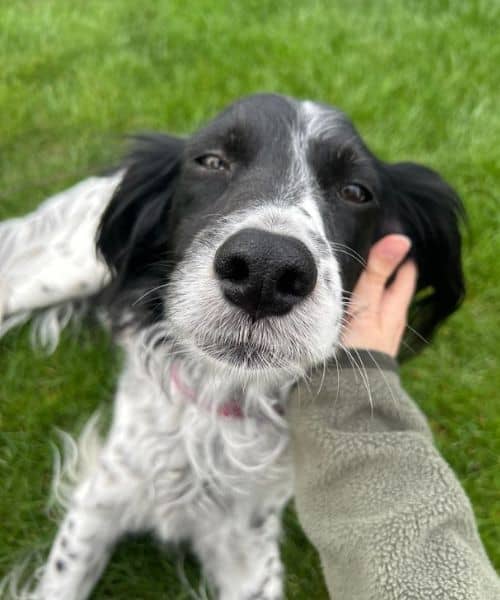 Professional Dog Walking and Pet Sitting in Fort Wayne & Huntertown